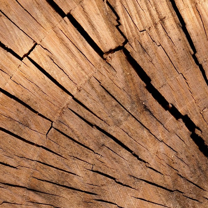 Darstellung einer Holzmaserung von einem Stammquerschnitt